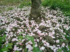 -昆山城市生态森林公园