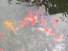 -香雪海饭店中餐厅(人民桥店)