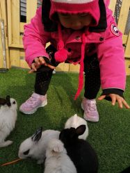 -萌宠亲子动物乐园(槐房万达店)