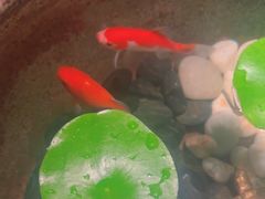 -曲水兰亭(北京四惠店)