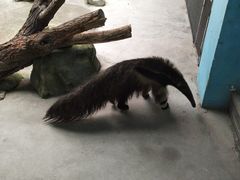 食蚁兽-郑州市动物园