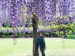 -嘉定紫藤园