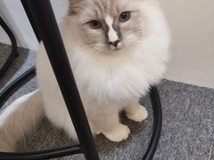 -米宠家·撸猫猫咖小萌宠·猫咪洗澡·猫咪寄养(高新大都荟店)