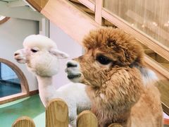 -藦茜花园宠物主题亲子互动体验馆(国顺东路店)