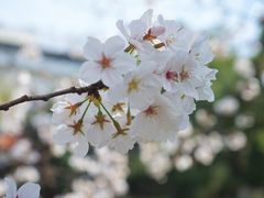 -武汉大学-樱园