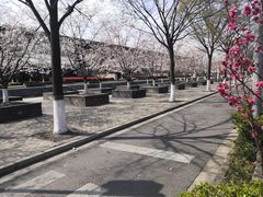 -高东镇樱花园