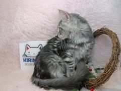 -十年猫舍·猫咪专门店(普陀店)
