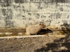 -合肥野生动物园