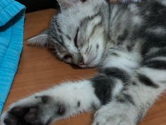-袖虎·猫馆(体育西路店)