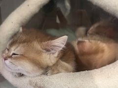 -太二酸菜鱼(长沙IFS国金中心店)