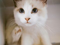 -喵的天空名猫咖啡馆·撸猫·猫舍·用品