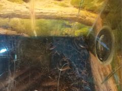 -上海大自然野生昆虫馆(东方明珠·爬宠昆虫探索中心)