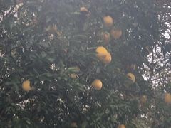 -同里湖度假村(二期店)