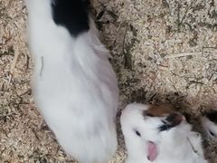 -上海大自然野生昆虫馆(东方明珠·爬宠昆虫探索中心)