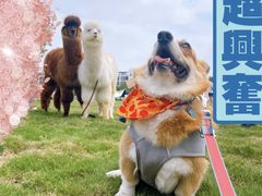 -南京外国语学校(仙林分校西区)