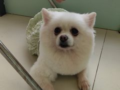 -怪兽屋·羊驼·猫咖·狗咖(俊华广场店)