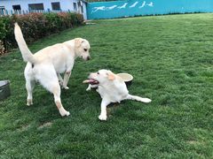 -趣玩宠物乐园寄养训犬训狗游泳池