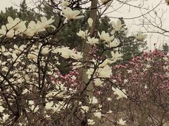 -浮山香苑