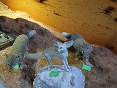-北京麋鹿生态实验中心