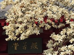 -大慈恩寺(大雁塔)