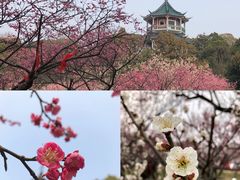 景点-无锡梅园公园