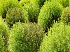 -野鸭湖国家湿地公园