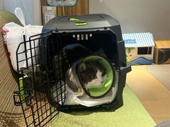 -御宝贝·A梦猫科宠物医院(国际猫友好医院)