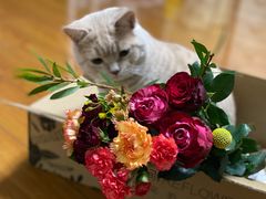 -东方名猫馆·英短金渐层布偶猫舍(环线广场1号楼店)