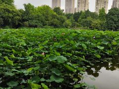 -龙头寺公园