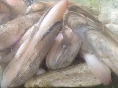 玉米螺，蒸粉丝～例-浪琴湾尾角仔海鲜坊