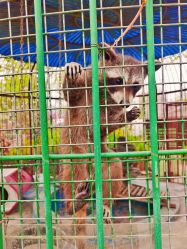 -萌宠亲子动物乐园(槐房万达店)