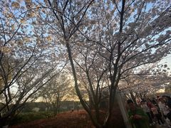 -高东镇樱花园