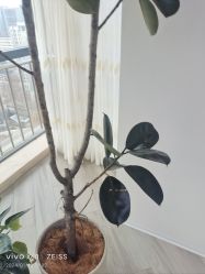 -HEYAN荷妍专业脱毛连锁机构