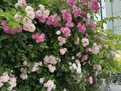 -公平路渡口(轮渡站)