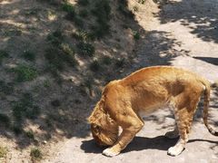 -西霞口神雕山野生动物世界