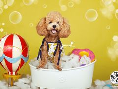 -超宠爱宠物摄影-Super pet