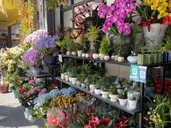 -溪岸路花鸟市场