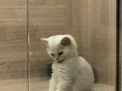 -飞行喵MR PILOT|猫舍·猫咖(静安大融城店)
