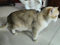 -瑞派动物医院·绝育·犬猫全科·预防医学(光景江南中店)