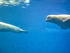 -芜湖新华联大白鲸海洋公园