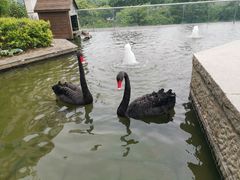 -行者书屋大堂吧 ·下午茶(南京圣和府邸酒店)