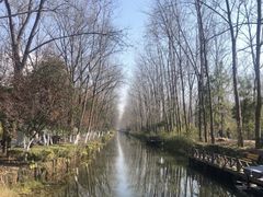 -合肥滨湖国家森林公园