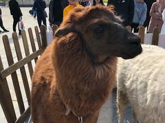 -古柏渡飞黄旅游区