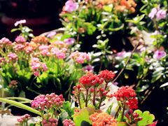 -西双版纳傣族园