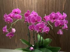 -巴音浩日娲酒楼(双林东路店)