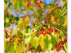 -永定河休闲森林公园