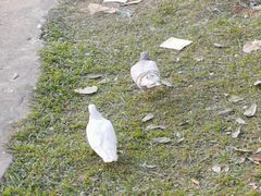 -飞来湖湿地公园