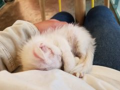 -喵屿·大理花园猫咖