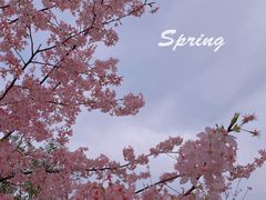 -顾村公园