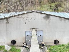 -卧龙中华大熊猫苑神树坪基地